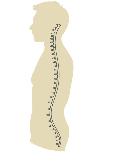Spinal Cord Levels